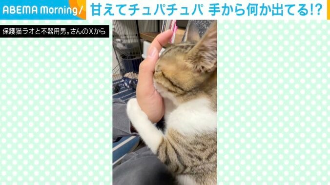 子ネコのラオくん