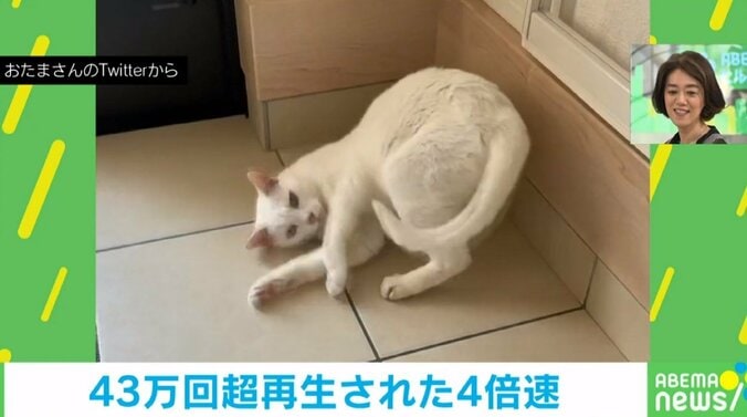 「私の掃除のチェックをしにきている小姑のようです」 マーキングする猫の体をこすりつける姿を“４倍速”で見たら可愛すぎた 1枚目