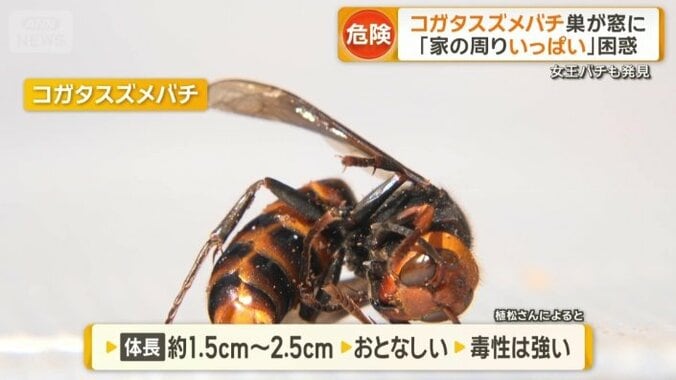 コガタスズメバチ