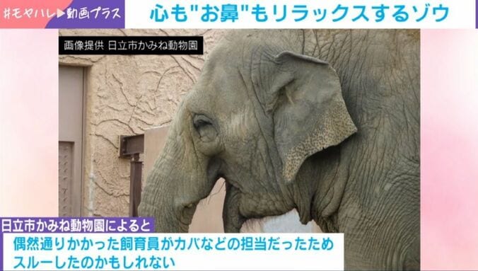 アジアゾウのスズコちゃん