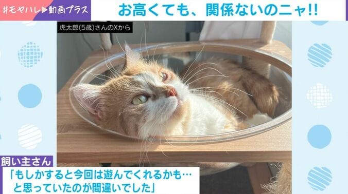 虎太郎くん