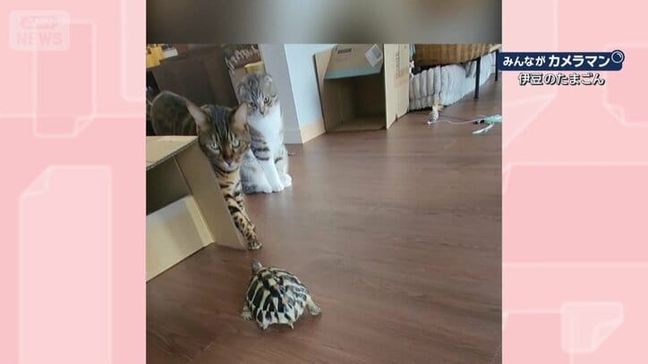 向かった先には…ネコちゃん