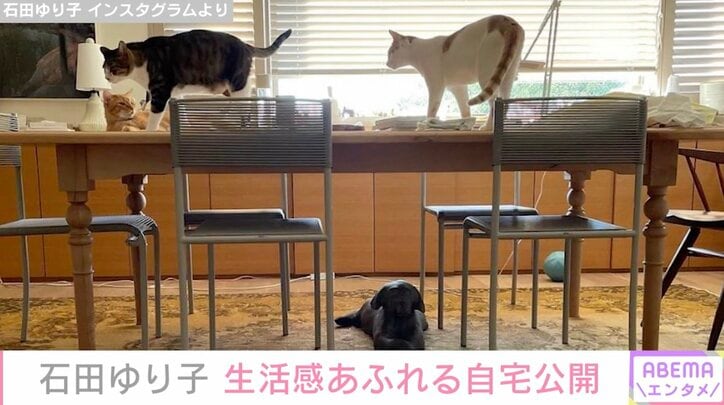 石田ゆり子、生活感あふれる自宅を公開「お見苦しく失礼します」ペットたちもリラックス