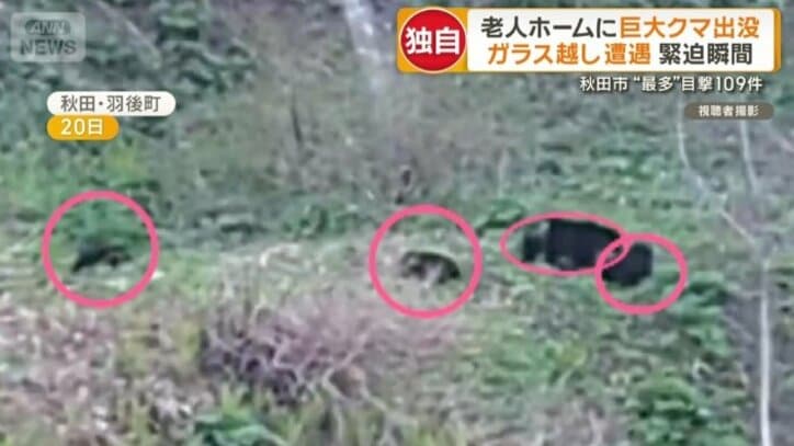 親子とみられるクマ