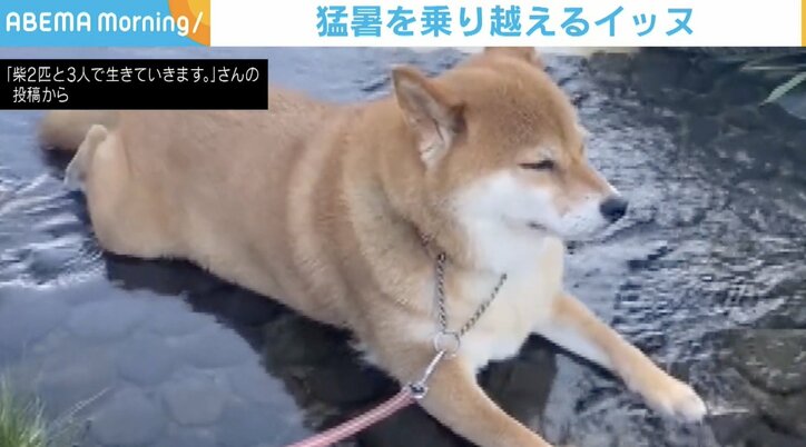 猛暑で“水嫌い”克服？ 柴犬が川で涼を取る姿に飼い主ビックリ