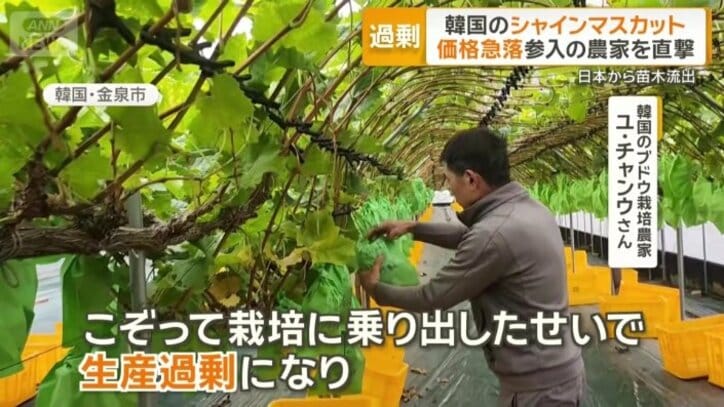 「生産過剰に」