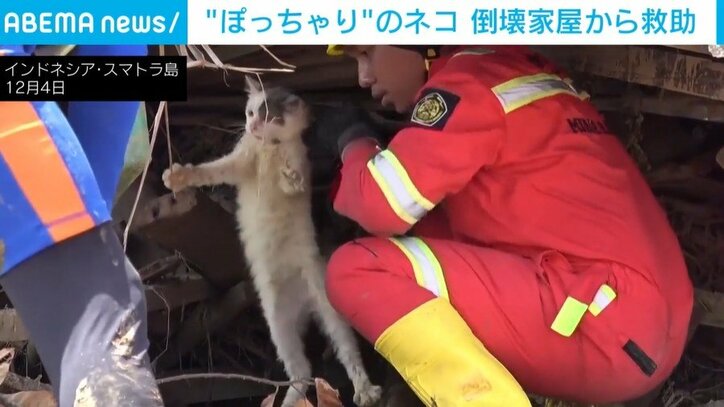 倒壊した家屋から救出される猫