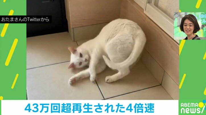 「私の掃除のチェックをしにきている小姑のようです」 マーキングする猫の体をこすりつける姿を“４倍速”で見たら可愛すぎた