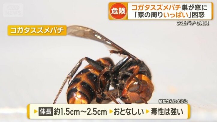 コガタスズメバチ