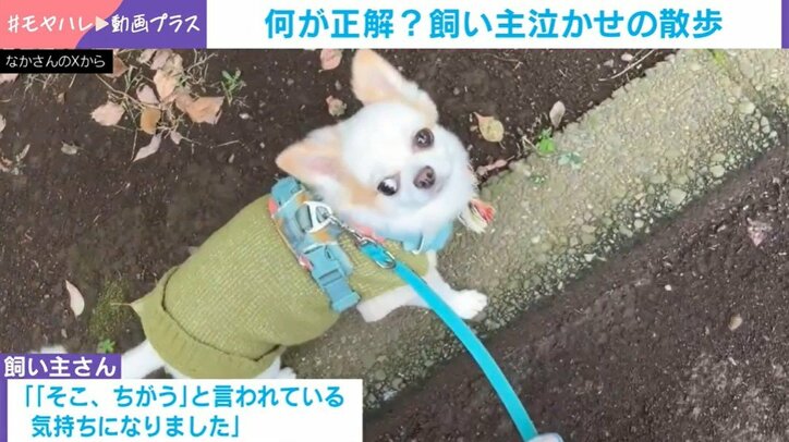 チワワのいずも丸くん