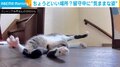 廊下で寝転がる猫 飼い主がいない間に見せた“勝手気まま”に過ごす様子に「快適に過ごしてる」「めっちゃ足がパー(笑)」とほっこり