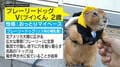 「心を失ってる…」プレーリードッグが一時停止! “やる気ゼロ”の散歩に癒やされる