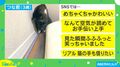 サイズを測ろうとしたら猫がお手伝い!?かわいすぎると話題に