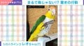 柔道の受け身!? インコがとった“驚きの行動”に「鳥じゃないみたい！」「いい受け身だ！」と反響続々
