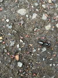 ダイアモンド☆ユカイ『俺のショーン』