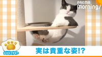 にゃんですか - 「にゃんですか」おじさん?編