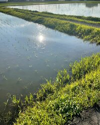 北斗晶『北海道フェアごっこ』