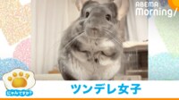 【映像】いたずらに怒るチンチラの反応