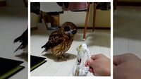 【映像】猫じゃらしで遊ぶフクロウ