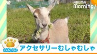 【映像】花冠つけたヤギの“笑撃”行動