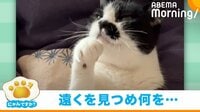 毛づくろい→急に動きが止まる猫 遠くを見つめる姿に反響
