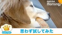 にゃんですか - 「にゃんですか」爆睡犬編
