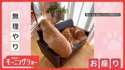 「一緒に座らせて！」　ギュウギュウ…寄り添う仲良しワンちゃん　くっつきたいの？
