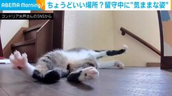 廊下で寝転がる猫 飼い主がいない間に見せた“勝手気まま”に過ごす様子に「快適に過ごしてる」「めっちゃ足がパー（笑）」とほっこり