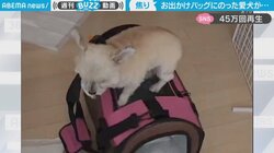 お出かけバッグに乗った犬に飼い主爆笑 焦る犬の衝撃的光景に「つい笑ってしまった」「めちゃくちゃ可愛い」反響多数