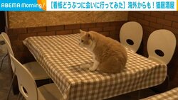 居酒屋の看板猫と“ニャポリタン”で外国人観光客も虜に！ 店員「おやつをあげられることにも喜んでいた」
