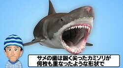 「何度も相手を切り刻んで…」サメの攻撃が最強に怖い理由をナスDが解説