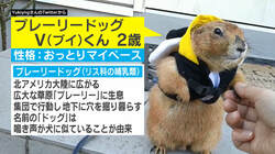 「心を失ってる…」プレーリードッグが一時停止！ “やる気ゼロ”の散歩に癒やされる