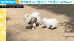 「グイグイ来られるのはちょっと…」 子犬からの猛アタックを華麗にかわし続けるワンコ どうして塩対応なの？