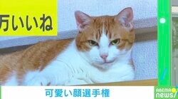 悪巧み？ボス感漂う猫の“キメ顔”が話題「ニヒル」「見透かされてる気分」