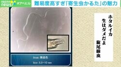 「ミミズより筋肉質なので触り心地はいいが、こいつ時々口から出てくる」…愛が強過ぎて自腹で「寄生虫かるた」発売→まさかの増刷！ なぜ売れた？