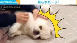 ママに甘えている犬→パパに目撃され冷静に…豹変ぶりが話題