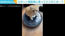 ロボット掃除機に乗って探検中のはずが…フレームアウトする子猫が「見ていてあきないかわいさ」