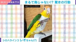 柔道の受け身!? インコがとった“驚きの行動”に「鳥じゃないみたい！」「いい受け身だ！」と反響続々