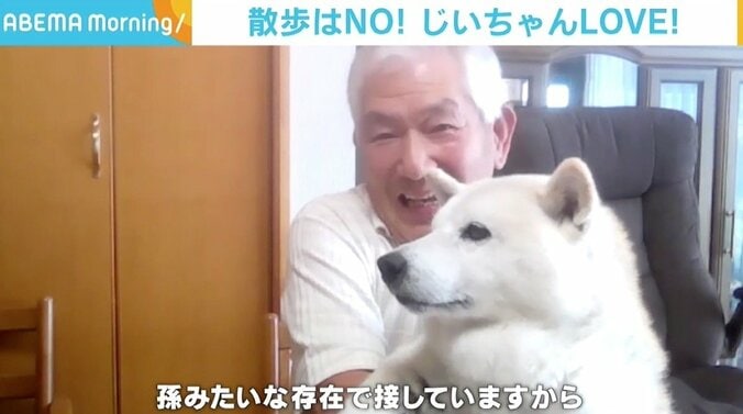 お散歩嫌いな柴犬「あい」ちゃん、雨の日は“ぬいぐるみ戦法”でおじいちゃんの腕の中 「重くない！ ということはありません（笑）」 2枚目