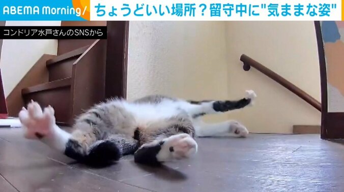 廊下で寝転がる猫 飼い主がいない間に見せた“勝手気まま”に過ごす様子に「快適に過ごしてる」「めっちゃ足がパー（笑）」とほっこり 1枚目