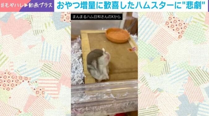 ハムスターのはむきちくん