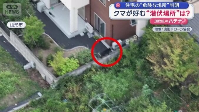 塀の上にクマの姿が