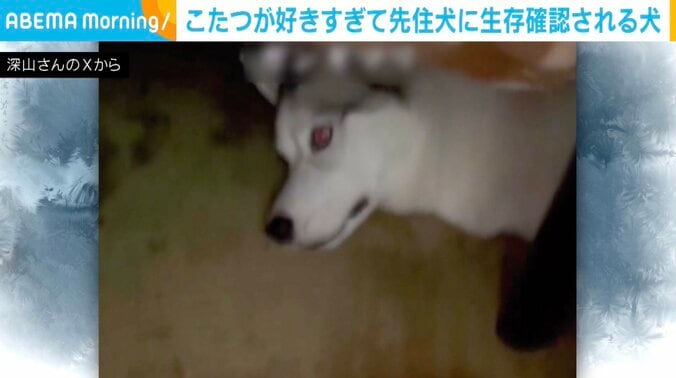 シベリアンハスキーのアシリちゃん