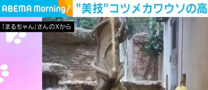 コツメカワウソの風くん