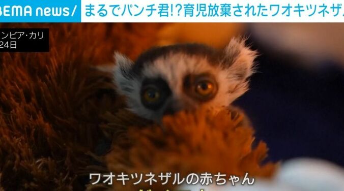 ワオキツネザルの赤ちゃん「ダイアナ」