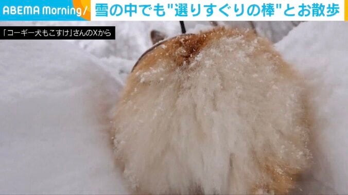 コーギーのもこすけくん