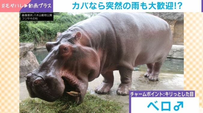 カバの「ベロ」