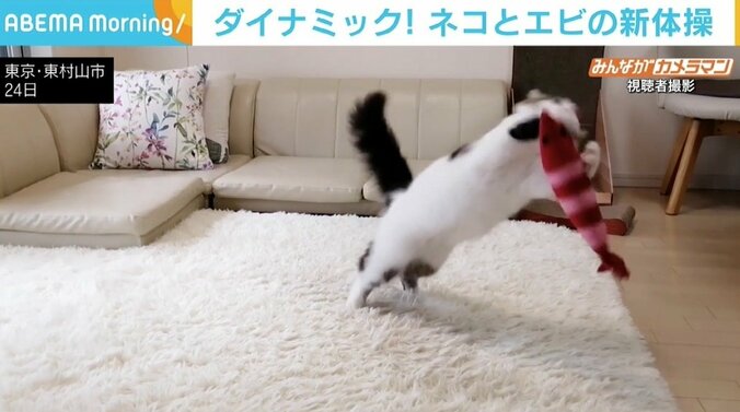 エビのおもちゃで“新体操”？ 猫が見せるダイナミックな技の数々 「テンションバク上げやん」 1枚目