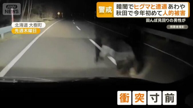 衝突寸前になったヒグマ