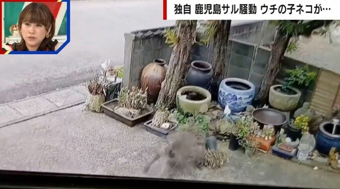 野生のサル